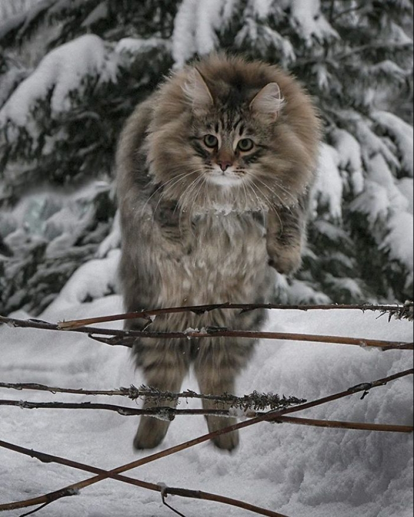 Harsh cats from Finland in the winter expanses Harsh cats from Finland in the winter expanses