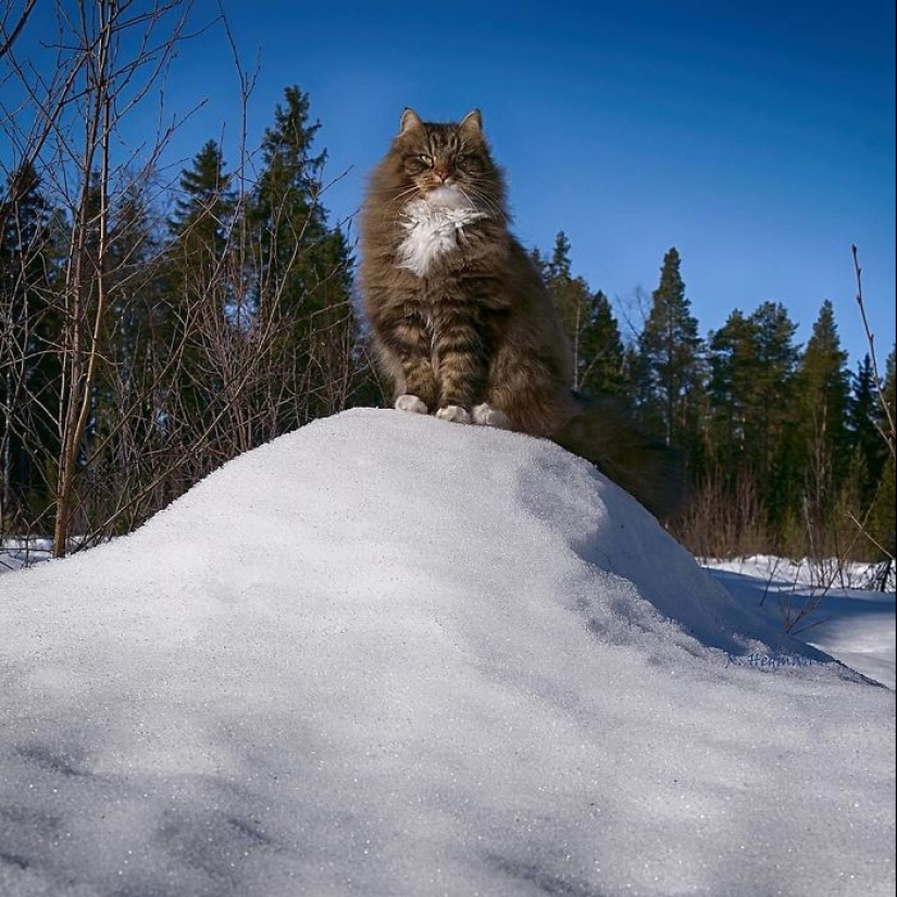 Harsh cats from Finland in the winter expanses Harsh cats from Finland in the winter expanses