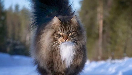 Harsh cats from Finland in the winter expanses