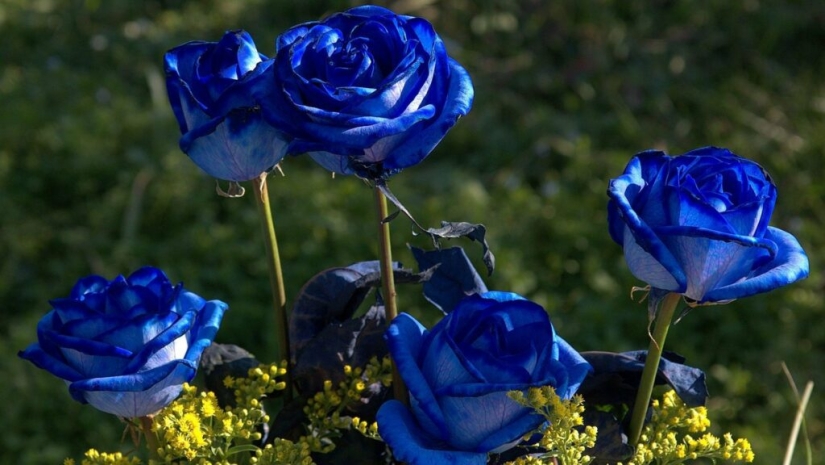 ¿Hay rosas azules?