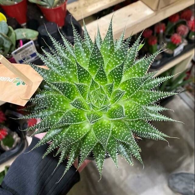 Hay un paraíso para los perfeccionistas, y está en estas 22 fotos