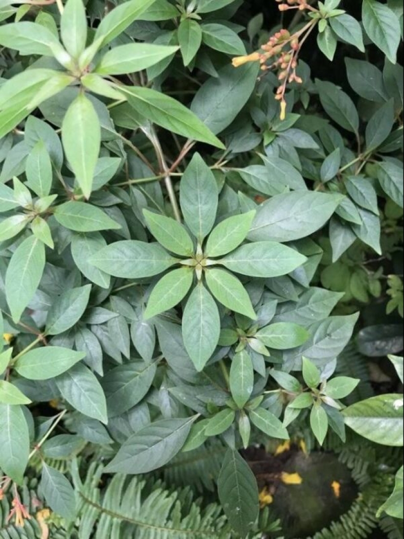 Hay un paraíso para los perfeccionistas, y está en estas 22 fotos