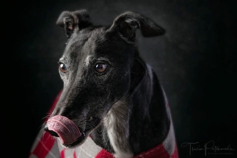 Hermoso perro con un destino trágico: los galgos de Galgo de España