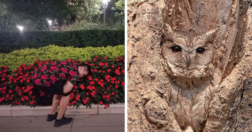 Hide and Seek: 22 Photos That Make You Look Twice Hide and Seek: 22 Photos That Make You Look Twice