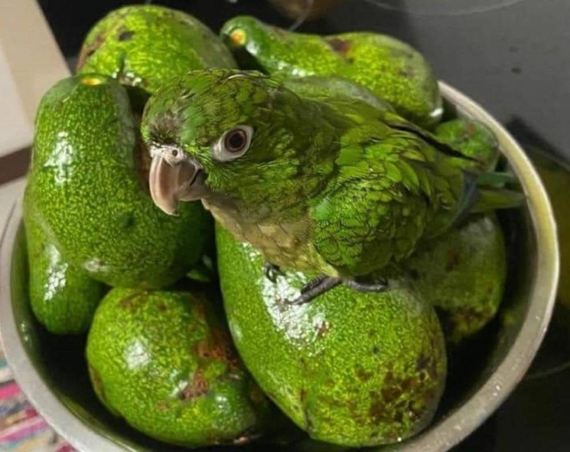 Hide and Seek: 22 Photos That Make You Look Twice Hide and Seek: 22 Photos That Make You Look Twice