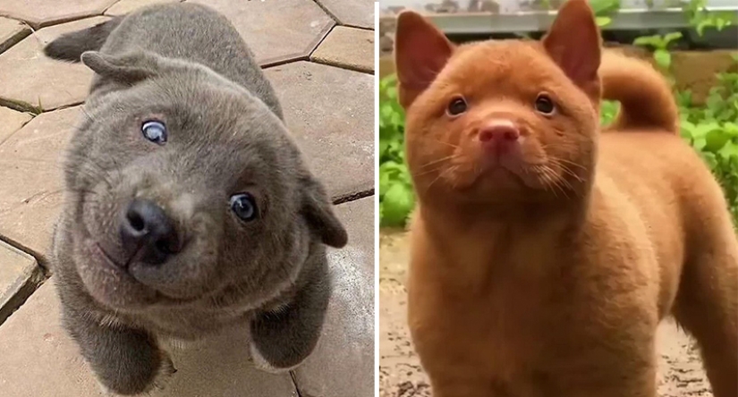 Hmong - an amazing cat dog originally from the jungles of Vietnam Hmong - an amazing cat dog originally from the jungles of Vietnam