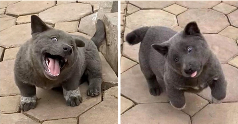 Hmong - an amazing cat dog originally from the jungles of Vietnam Hmong - an amazing cat dog originally from the jungles of Vietnam