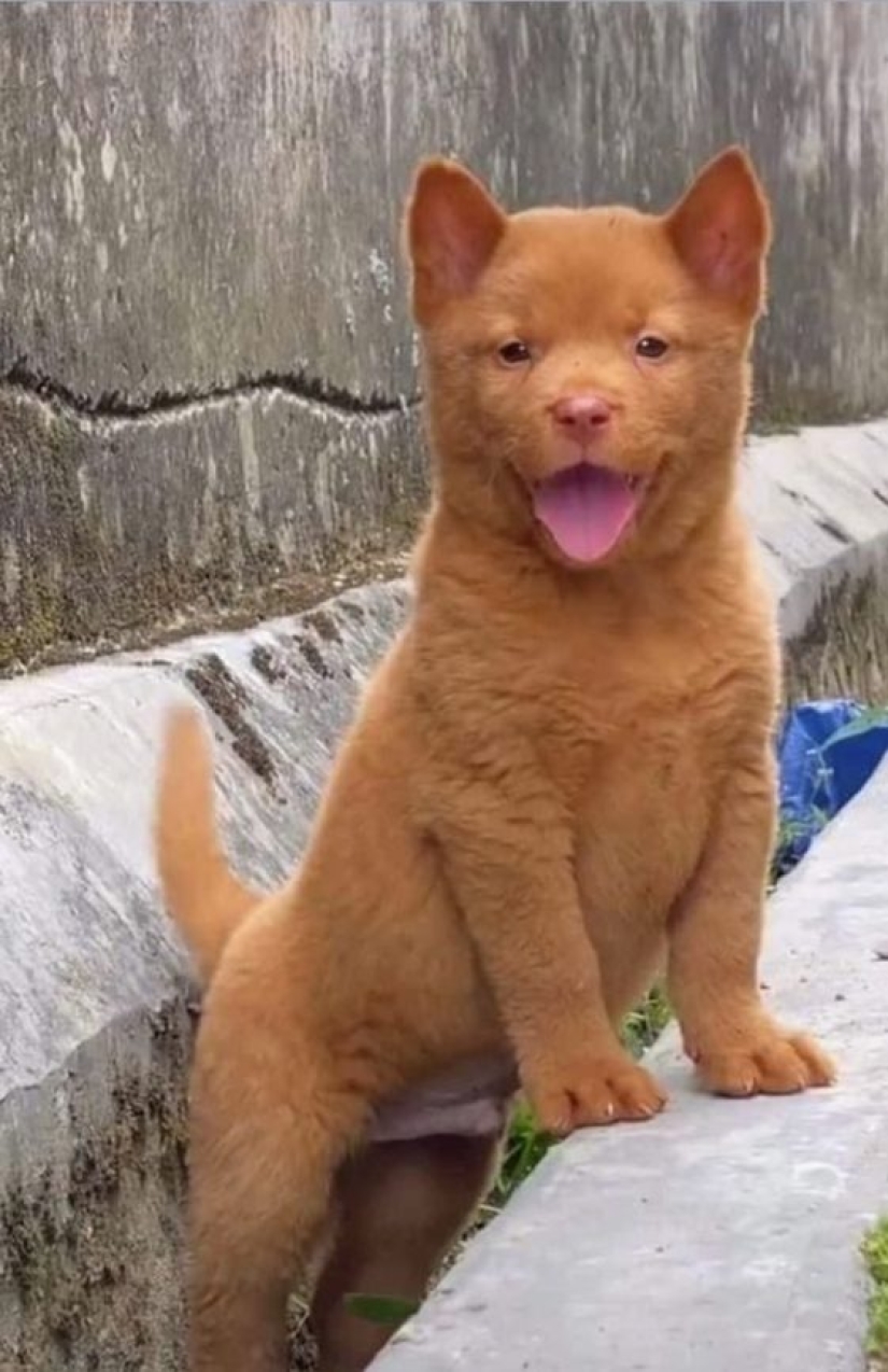 Hmong - an amazing cat dog originally from the jungles of Vietnam Hmong - an amazing cat dog originally from the jungles of Vietnam