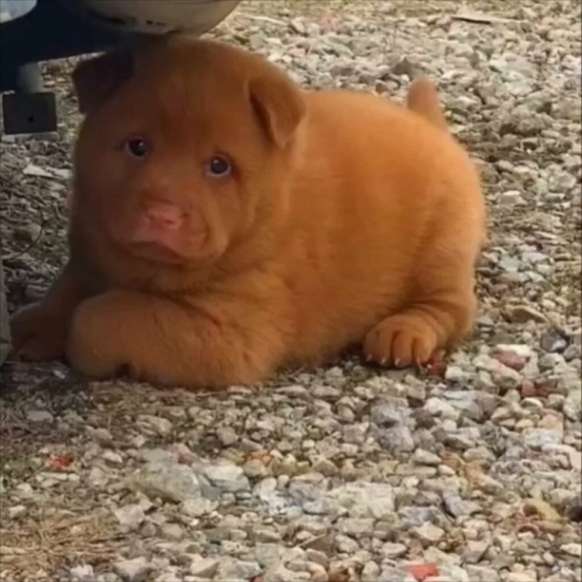 Hmong - an amazing cat dog originally from the jungles of Vietnam Hmong - an amazing cat dog originally from the jungles of Vietnam