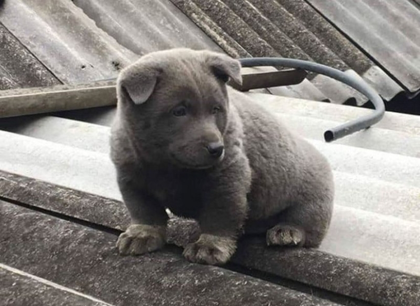 Hmong: un perro gato increíble originario de las selvas de Vietnam Hmong: un perro gato increíble originario de las selvas de Vietnam
