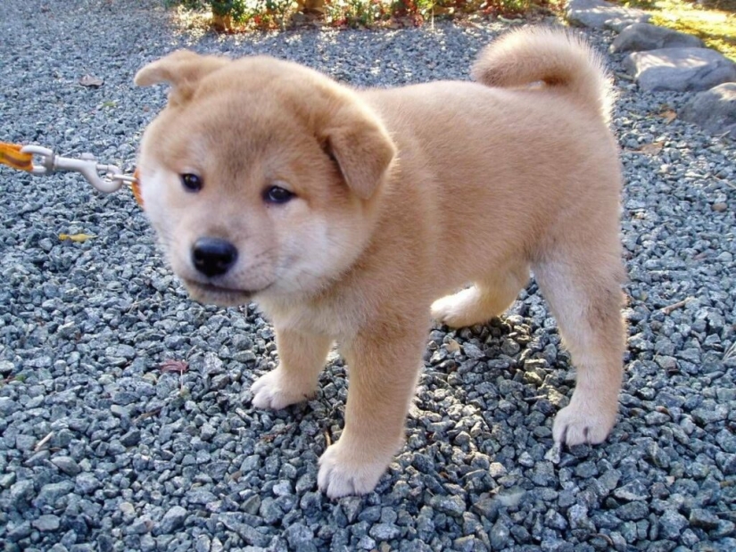 Hmong: un perro gato increíble originario de las selvas de Vietnam Hmong: un perro gato increíble originario de las selvas de Vietnam