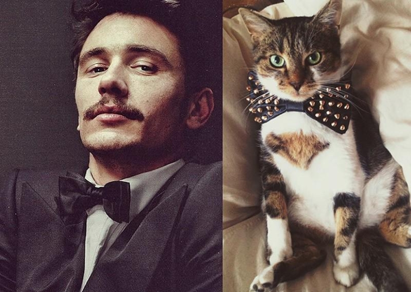 Hombres vs gatos