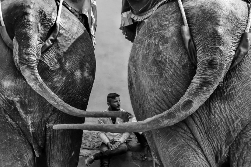 Honest and poignant: footage of an Indian photographer capturing animals Honest and poignant: footage of an Indian photographer capturing animals