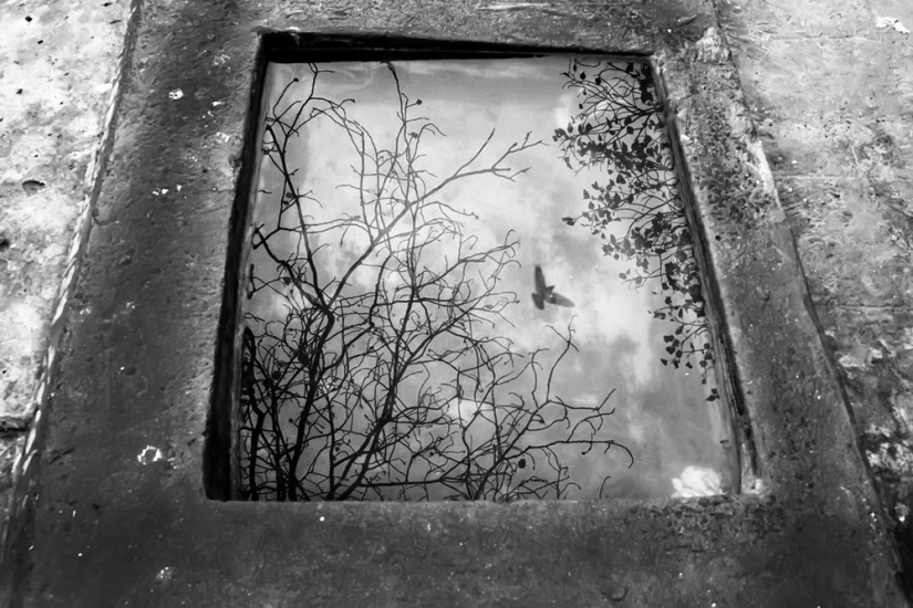 Honest and poignant: footage of an Indian photographer capturing animals Honest and poignant: footage of an Indian photographer capturing animals