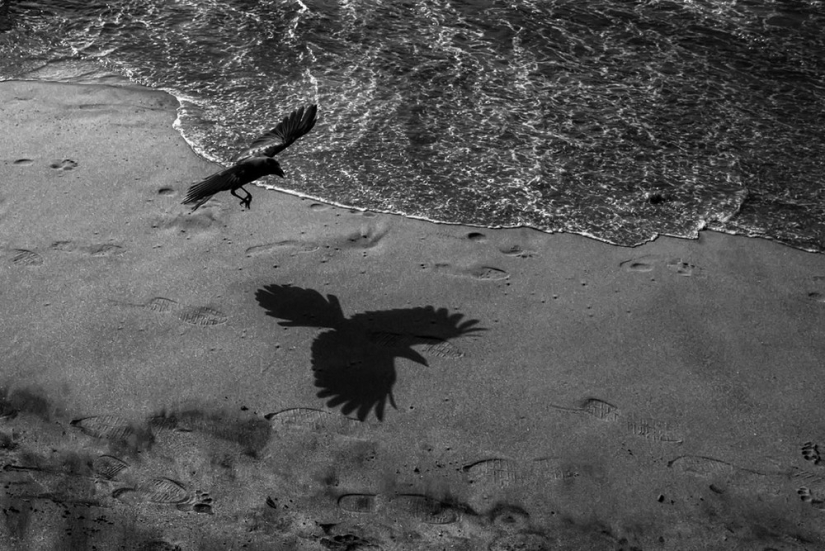 Honest and poignant: footage of an Indian photographer capturing animals Honest and poignant: footage of an Indian photographer capturing animals