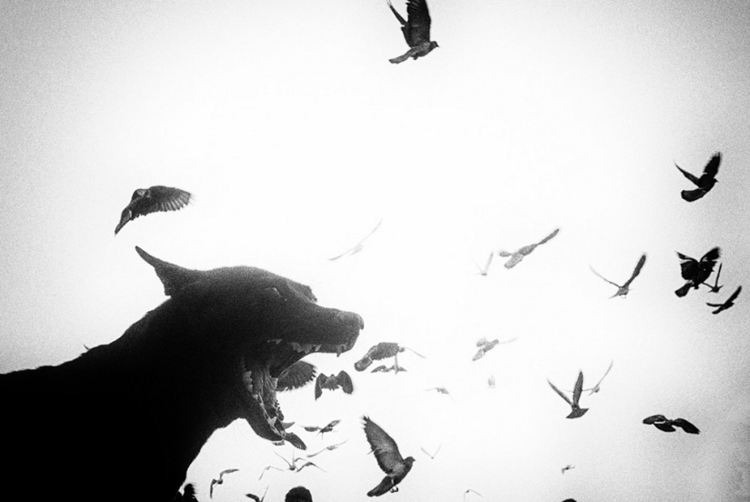 Honest and poignant: footage of an Indian photographer capturing animals Honest and poignant: footage of an Indian photographer capturing animals