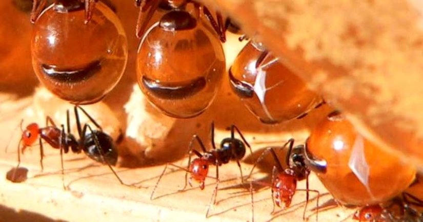 Honey Ants: How to Make the Sweet Life for Yourself When Conditions Are Not Sweet