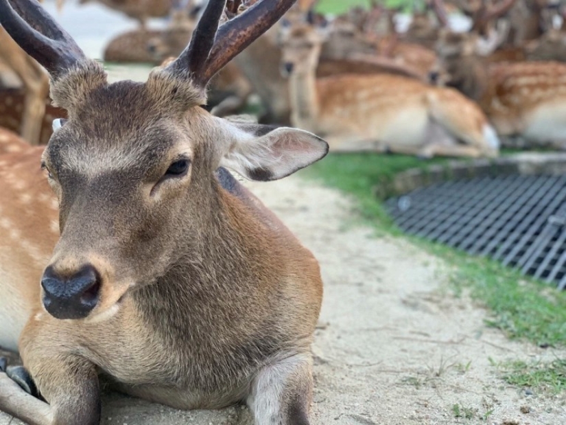 Horned phenomenon: hundreds of deer in Nara Park gather every day at the same time Horned phenomenon: hundreds of deer in Nara Park gather every day at the same time