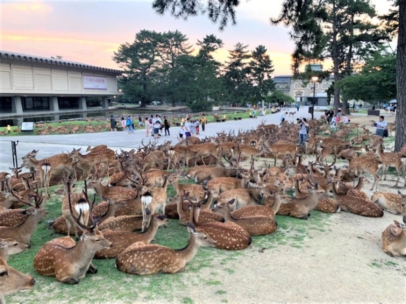 Horned phenomenon: hundreds of deer in Nara Park gather every day at the same time Horned phenomenon: hundreds of deer in Nara Park gather every day at the same time