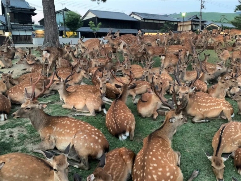 Horned phenomenon: hundreds of deer in Nara Park gather every day at the same time Horned phenomenon: hundreds of deer in Nara Park gather every day at the same time