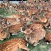 Horned phenomenon: hundreds of deer in Nara Park gather every day at the same time