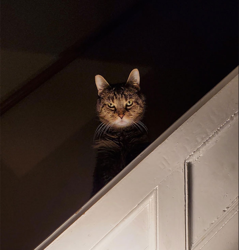 Horror en las alas de la noche: 40 gatos y perros que parecen haber venido de sueños terribles