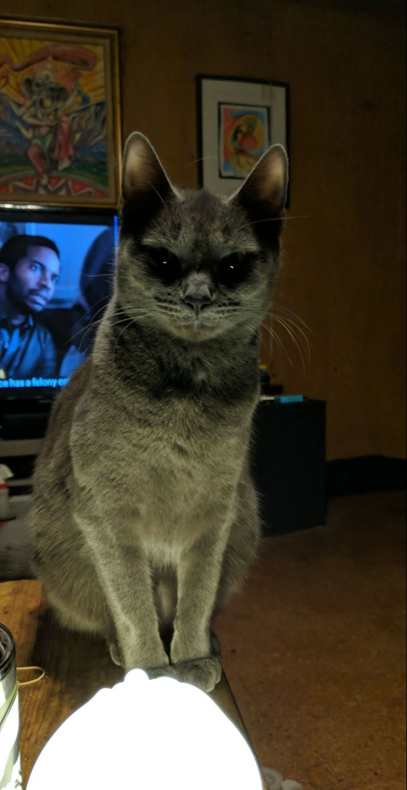 Horror en las alas de la noche: 40 gatos y perros que parecen haber venido de sueños terribles