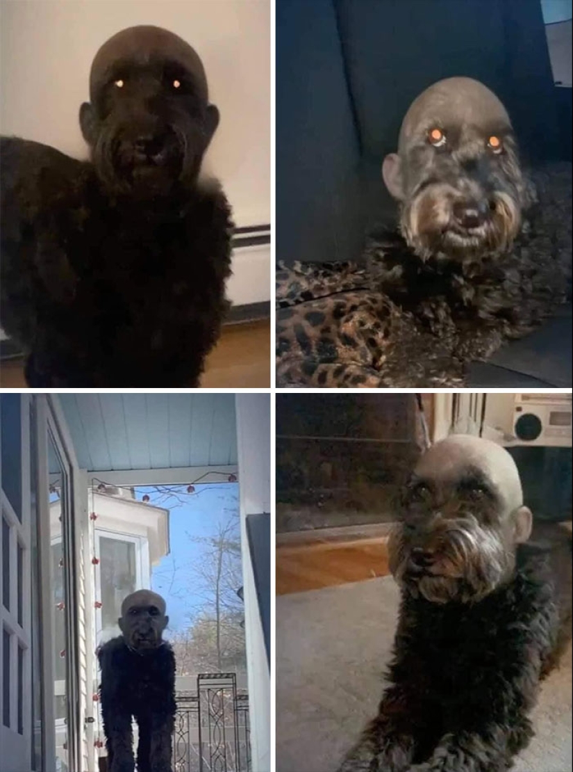 Horror en las alas de la noche: 40 gatos y perros que parecen haber venido de sueños terribles