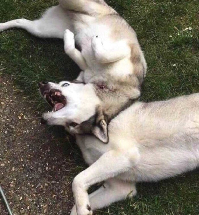 Horror en las alas de la noche: 40 gatos y perros que parecen haber venido de sueños terribles