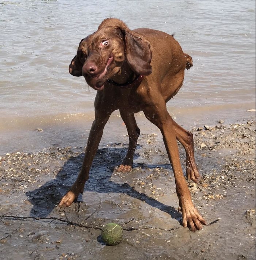 Horror en las alas de la noche: 40 gatos y perros que parecen haber venido de sueños terribles
