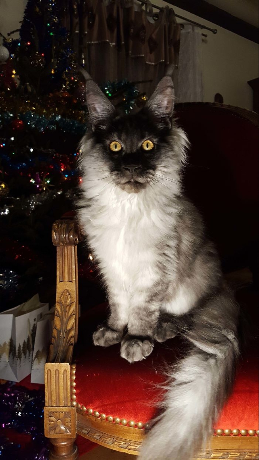 Horror en las alas de la noche: 40 gatos y perros que parecen haber venido de sueños terribles