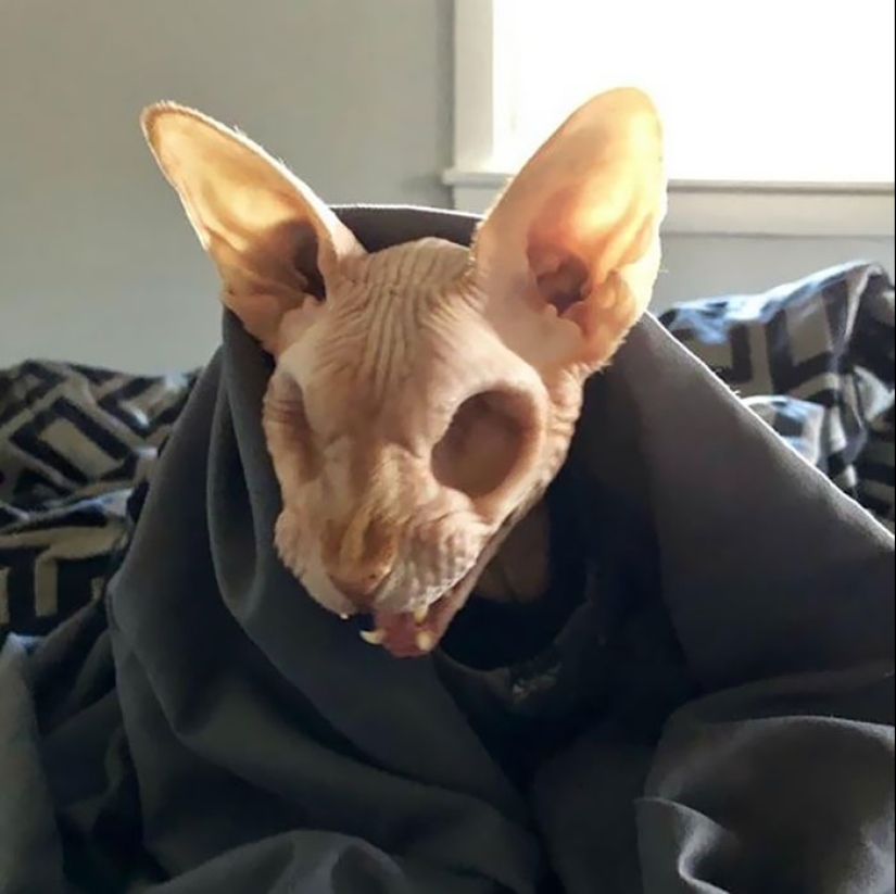 Horror en las alas de la noche: 40 gatos y perros que parecen haber venido de sueños terribles