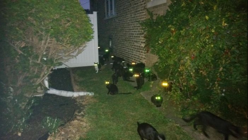 Horror en las alas de la noche: 40 gatos y perros que parecen haber venido de sueños terribles