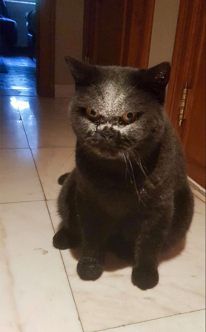 Horror en las alas de la noche: 40 gatos y perros que parecen haber venido de sueños terribles