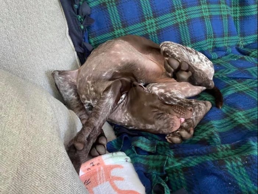 Horror en las alas de la noche: 40 gatos y perros que parecen haber venido de sueños terribles