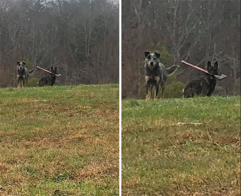 Horror en las alas de la noche: 40 gatos y perros que parecen haber venido de sueños terribles
