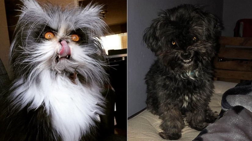 Horror on the wings of the night: 40 cats and dogs that seem to have come from terrible dreams Horror on the wings of the night: 40 cats and dogs that seem to have come from terrible dreams