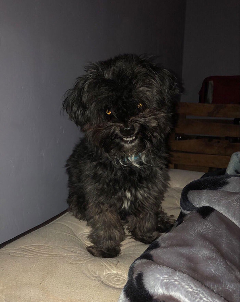 Horror on the wings of the night: 40 cats and dogs that seem to have come from terrible dreams Horror on the wings of the night: 40 cats and dogs that seem to have come from terrible dreams