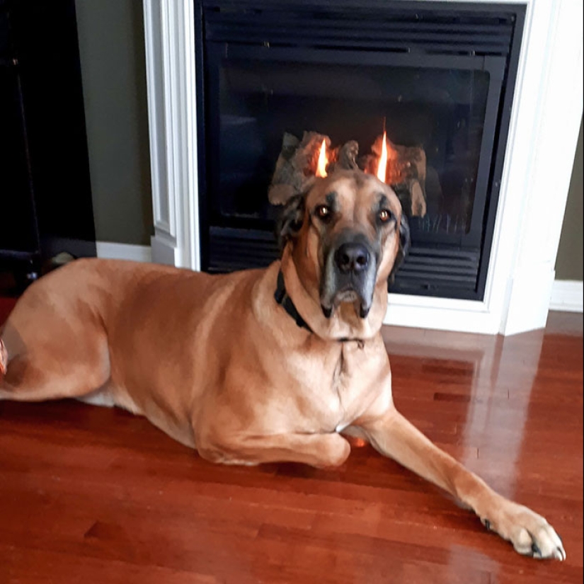 Horror on the wings of the night: 40 cats and dogs that seem to have come from terrible dreams Horror on the wings of the night: 40 cats and dogs that seem to have come from terrible dreams