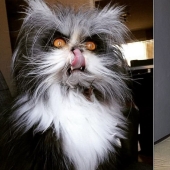 Horror on the wings of the night: 40 cats and dogs that seem to have come from terrible dreams