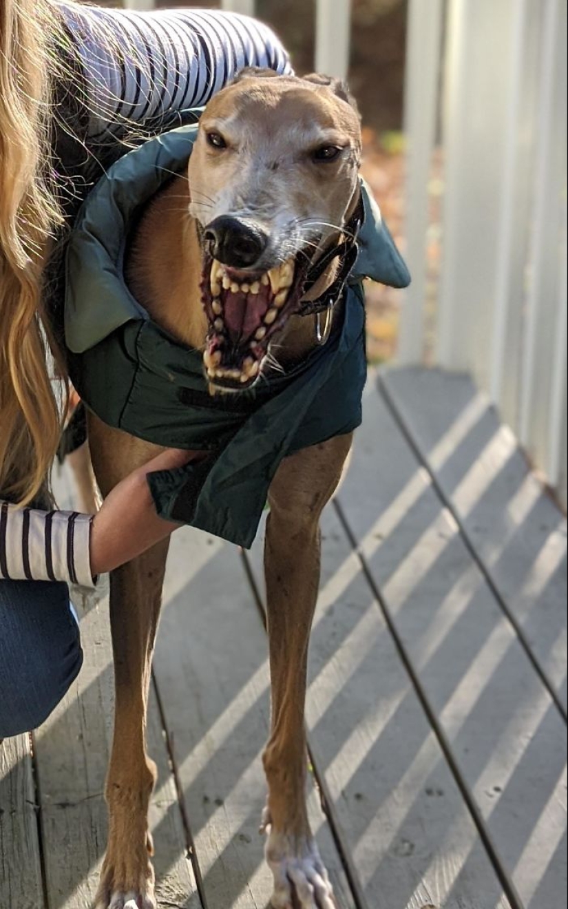 Horror on the wings of the night: 40 cats and dogs that seem to have come from terrible dreams Horror on the wings of the night: 40 cats and dogs that seem to have come from terrible dreams