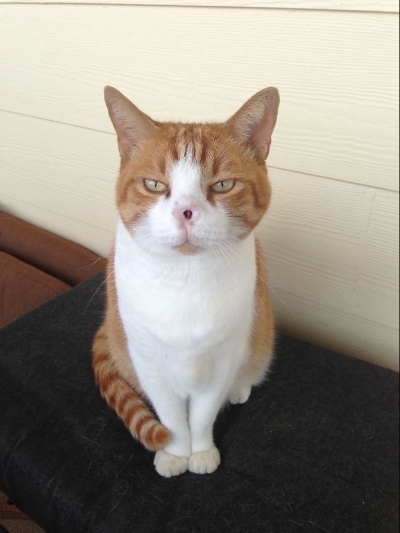 Horror on the wings of the night: 40 cats and dogs that seem to have come from terrible dreams Horror on the wings of the night: 40 cats and dogs that seem to have come from terrible dreams