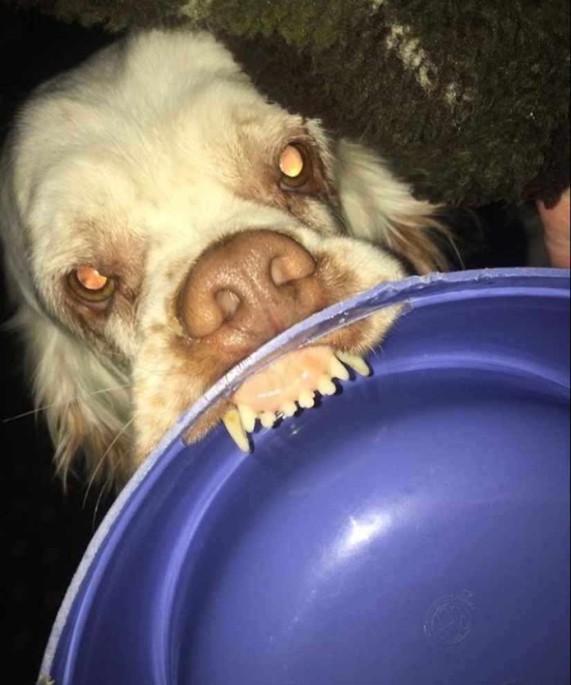 Horror on the wings of the night: 40 cats and dogs that seem to have come from terrible dreams Horror on the wings of the night: 40 cats and dogs that seem to have come from terrible dreams