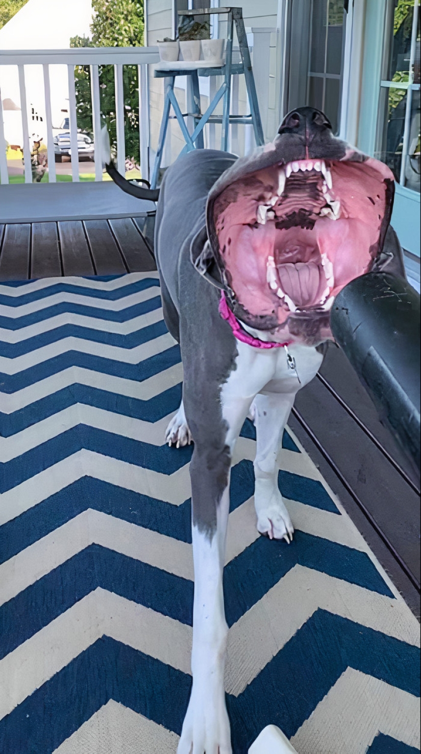 Horror on the wings of the night: 40 cats and dogs that seem to have come from terrible dreams Horror on the wings of the night: 40 cats and dogs that seem to have come from terrible dreams