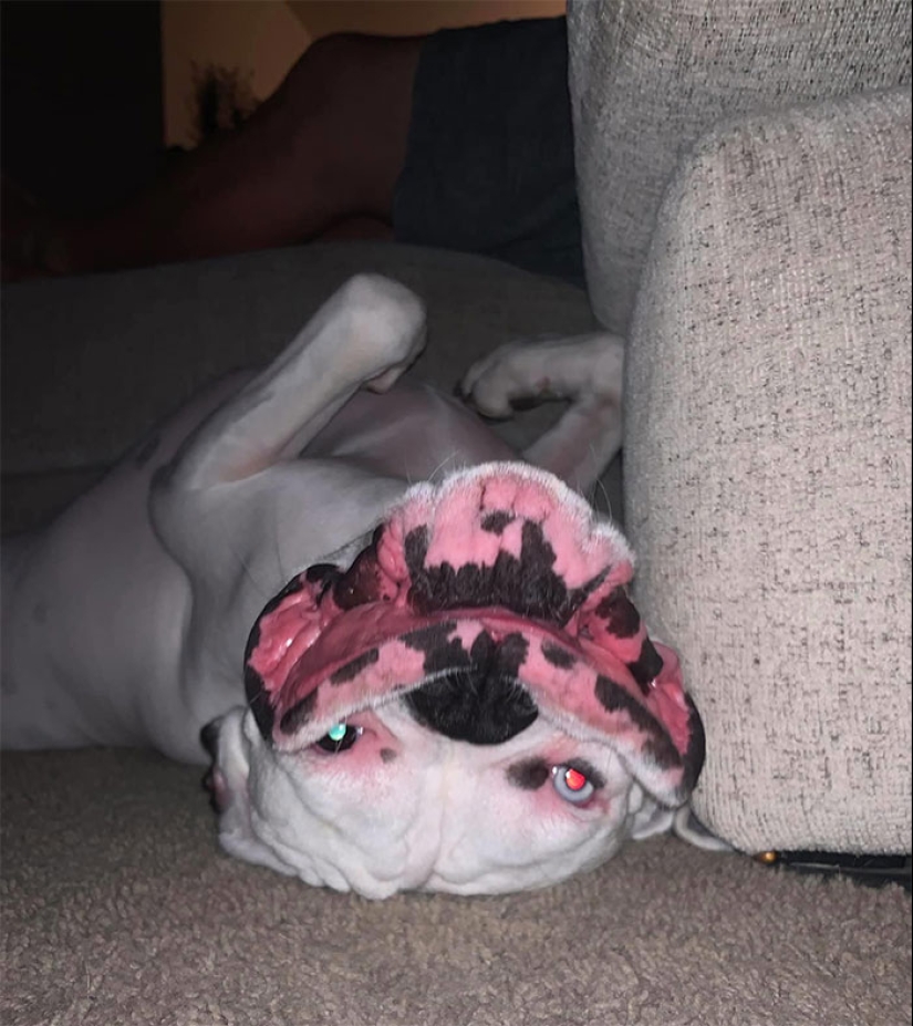 Horror on the wings of the night: 40 cats and dogs that seem to have come from terrible dreams Horror on the wings of the night: 40 cats and dogs that seem to have come from terrible dreams