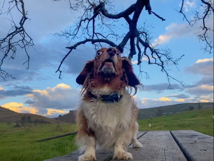 Horror on the wings of the night: 40 cats and dogs that seem to have come from terrible dreams Horror on the wings of the night: 40 cats and dogs that seem to have come from terrible dreams