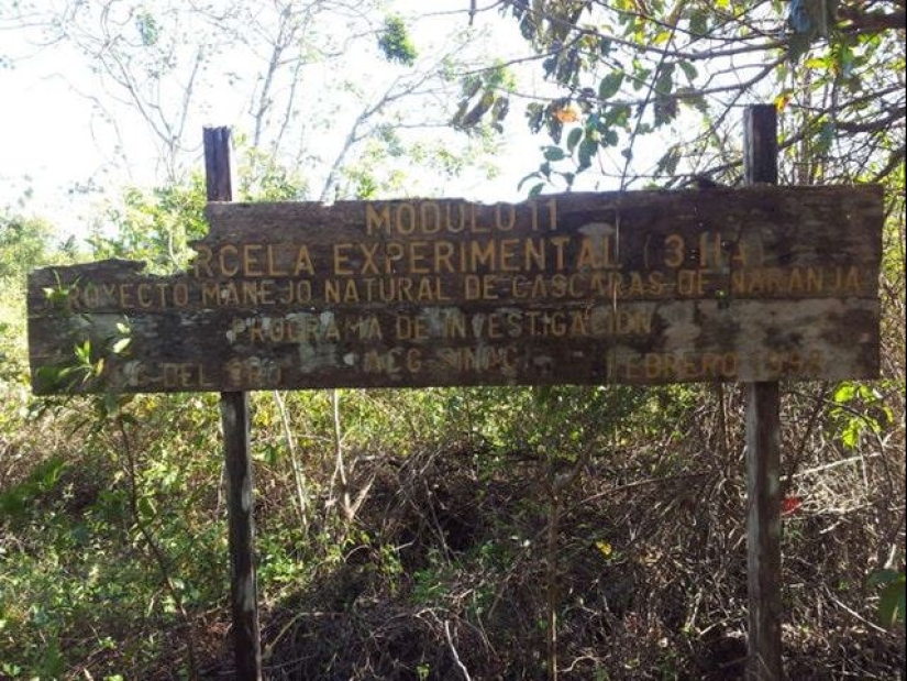 How a bunch of orange peels changed the ecosystem in Central America