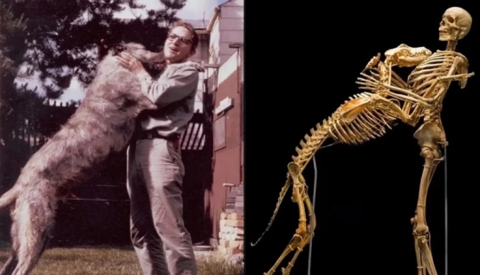 How anthropologist Grover Krantz and his Dog Clyde became Museum exhibits