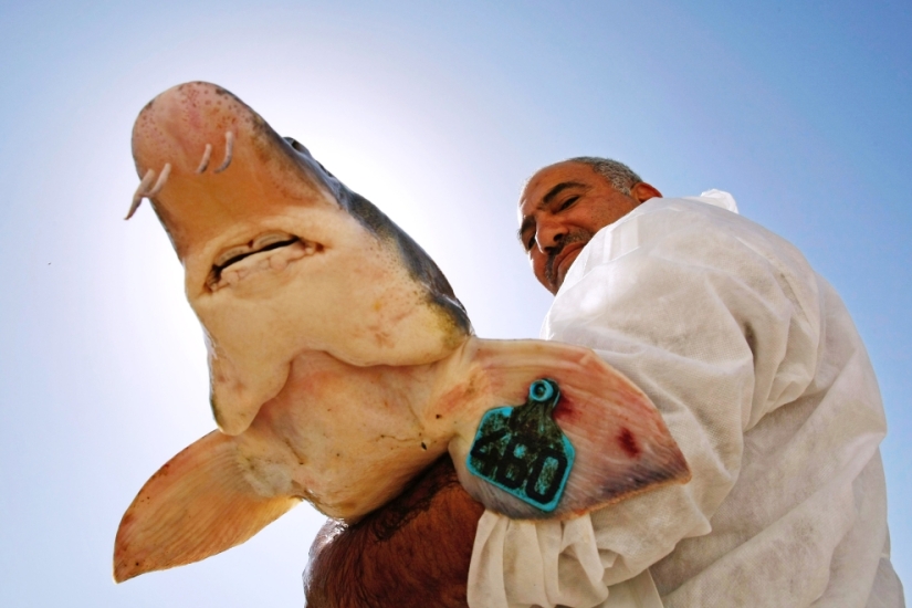 How black caviar is produced in Israel How black caviar is produced in Israel