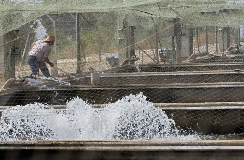 How black caviar is produced in Israel How black caviar is produced in Israel